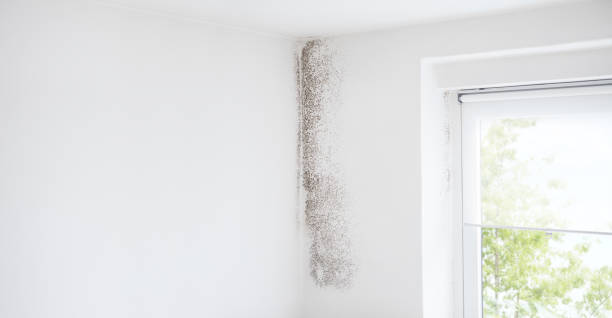 Why You Should Choose Our Mold Remediation Services in Davis, CA